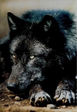 Sayuri Biography Black-wolf-wolves-24308864-247-360