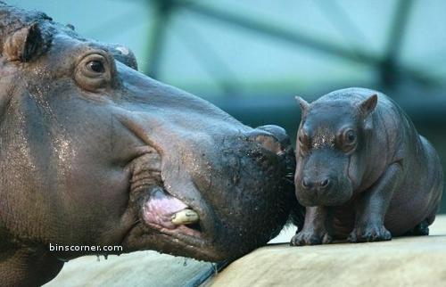  Mom and baby Hippo