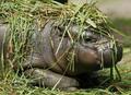 Baby Hippo - hippos photo