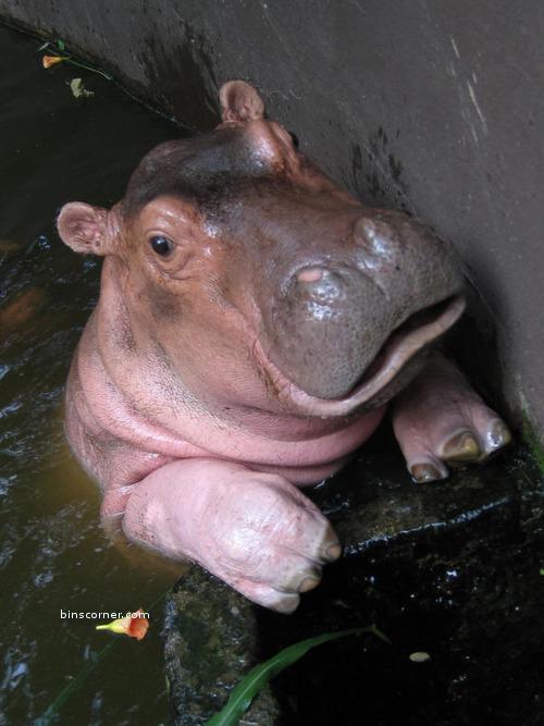 Baby Hippo - Hippos bức ảnh (24490777) - fanpop