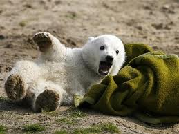  Baby Polar menanggung, bear