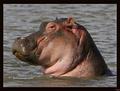 Hippo :) - hippos photo