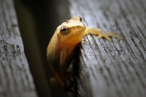 Little Frog Climbs On Top Of Picnic Table