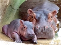 Mom and baby hippo - hippos photo