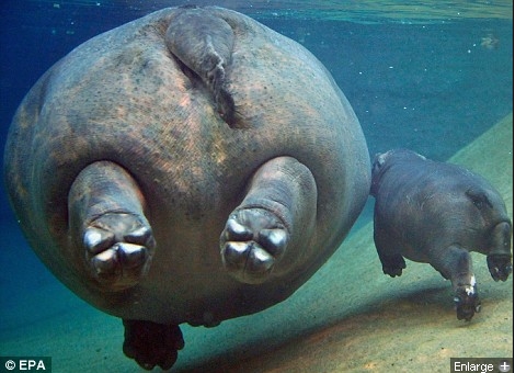 Mom and baby hippo - Hippos Photo (24490521) - Fanpop