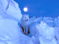 Polar fox - beautiful-pictures photo