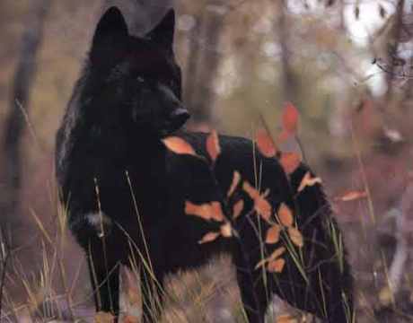 Sayuri Biography Black-wolves-fire-and-ice-the-wolf-pack-24412423-460-360
