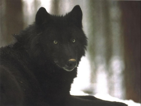  black 狼