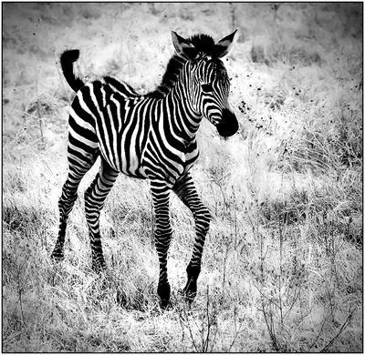  Baby zèbre, zebra