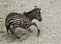 Baby Zebra - zebras photo