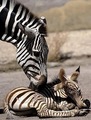Baby Zebra - zebras photo