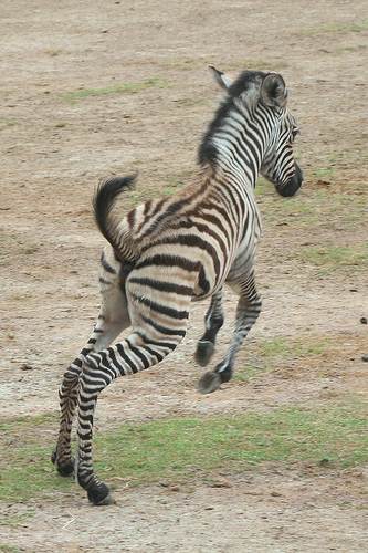  Baby zèbre, zebra