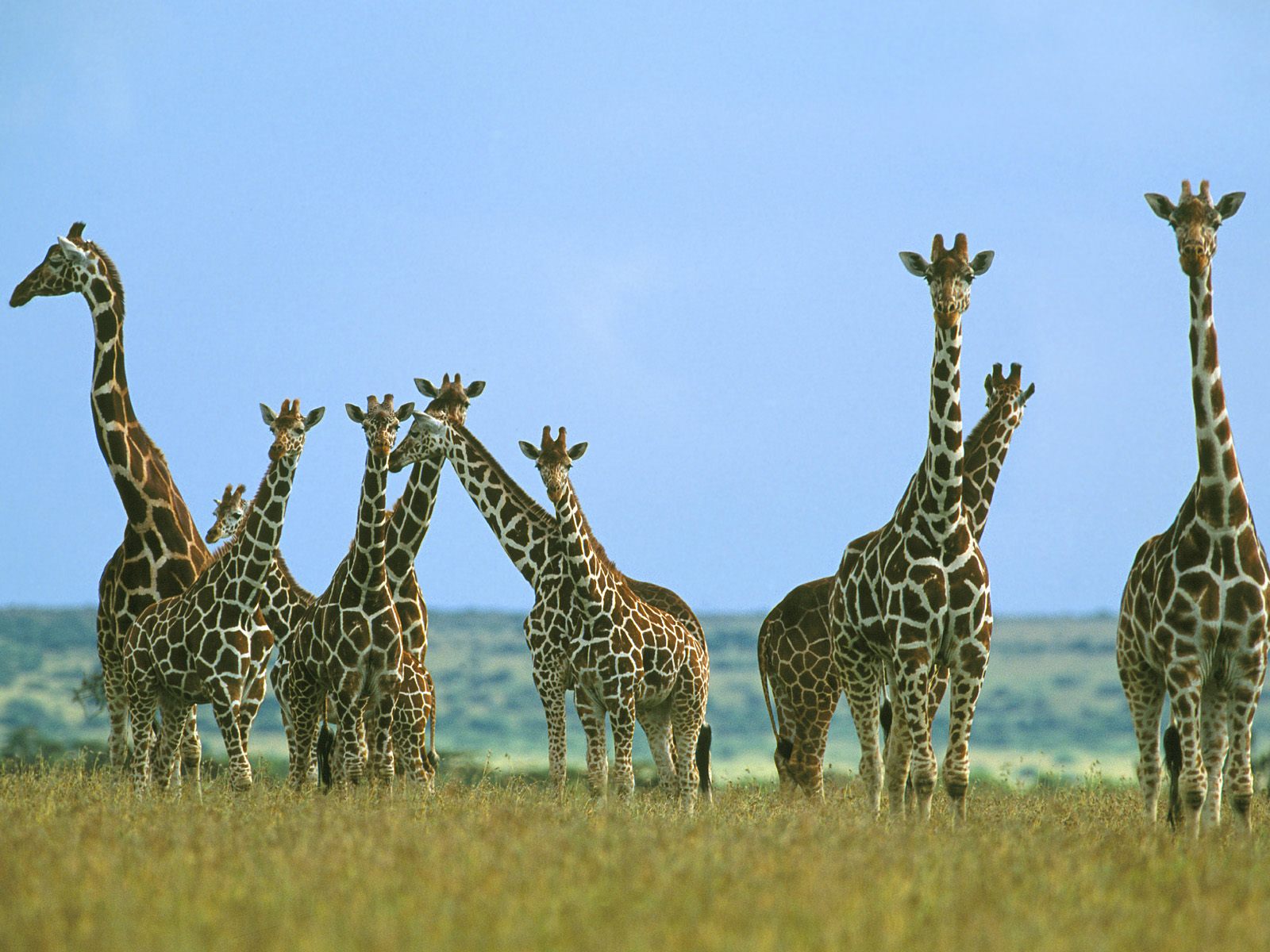 Giraffes Giraffes