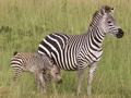 Momma and Baby Zebra - zebras photo
