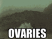 ovaries - random icon