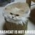  Funny cat in TRASHCAN!!!!! (kittypet named bonkers)