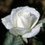  White Rose (Means Eternal love)