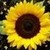  Sunflower (Means Pure and lofty thoughts)