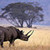  Black Rhino (Diceros bicornis)