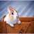 cute bunny in a box