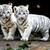 two tigres
