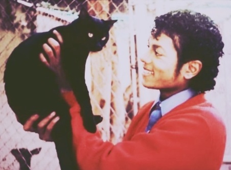  chats appear in how many of MJ's vidéos (television versions)?