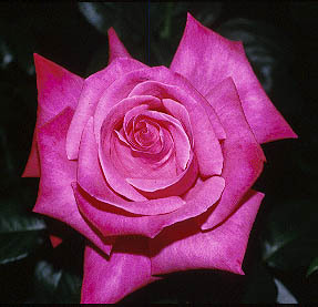  This rose is named after which actress ?