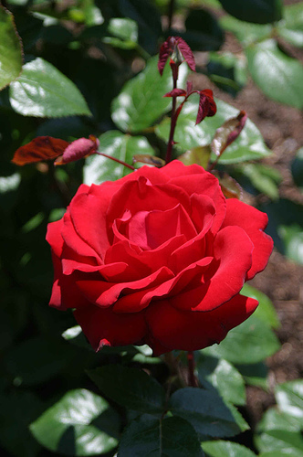  This rose is named after which actress ?