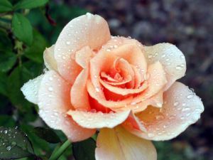 This pretty rose is named after which actress ?