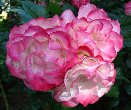  These rosas are fronm which actrices rose garden ?