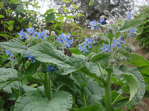 In the book Warriors, what does borage do?