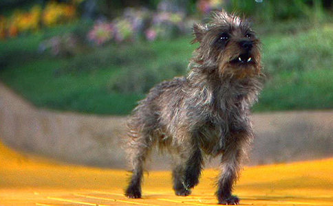  What was the name of the dog who played Toto in 'The Wizard of Oz'?