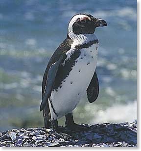  What other name is donné to the African Penguin?