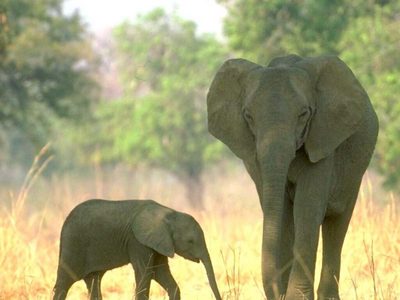  Despite this famous saying, "Elephants never forget." Is it true that they never forget?