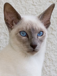  At birth, The colour patterns that the Siamese cat will have are clearly seen ?