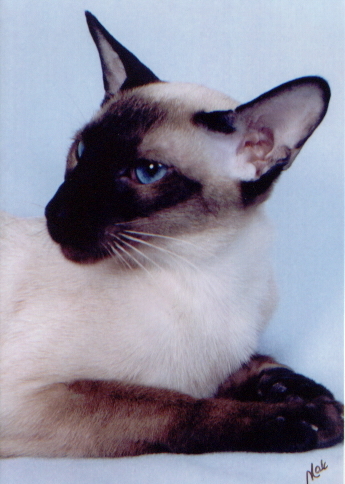 The Siamese was first seen outside of Asia when?
