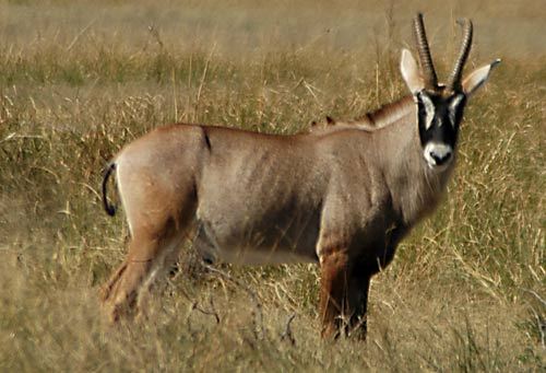 How many antelope species live in Africa?