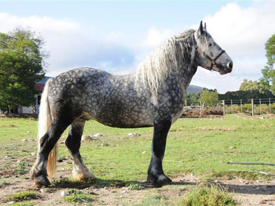  The US Percheron registry was created in ___?