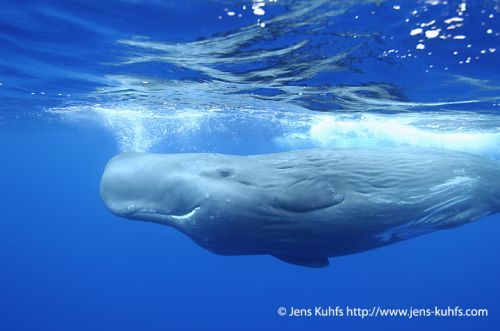  How much air of their lungs do sperm whales renew in each breath?