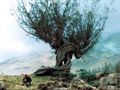 TREES IN MOVIES - Name the Film!