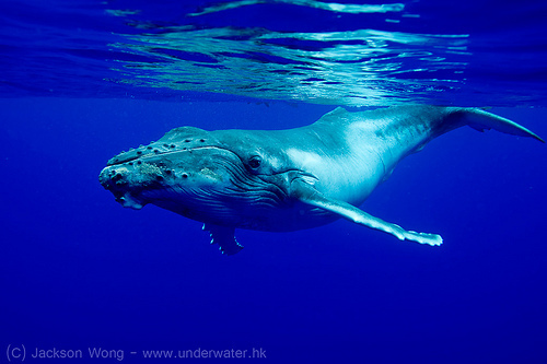  Fill in the blank:The humpback whales' fin can reach the......% of it's body length.