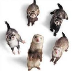  What is a group of ferrets called?