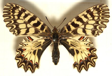  What kind of papillon is this?