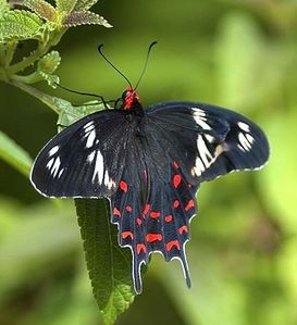 What kind of butterfly is this?