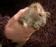  Ron's pet is a tikus named Scabbers. How was its name translated into French ?