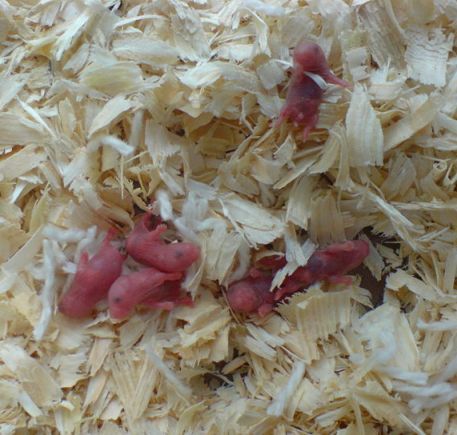  These are hamster babies.