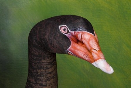 This hand painting was inspired by Australian Black Swan.