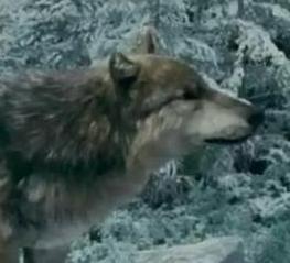  Which werewolf is this?