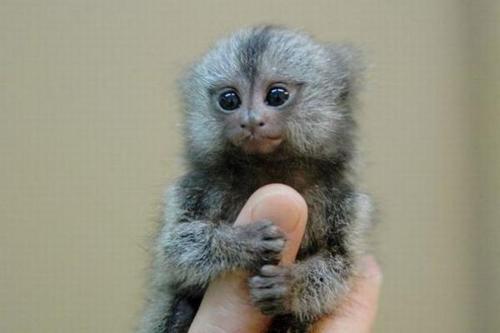  How small is this monkey?
