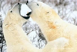  Whitch Color Have Got a Adult Polar Bear?